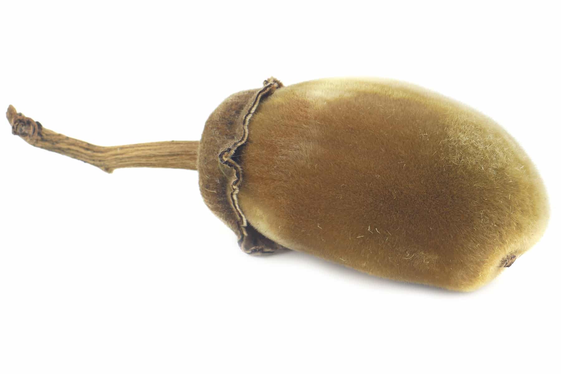 Affenbrotbaum, Adansonia PflegeAnleitung