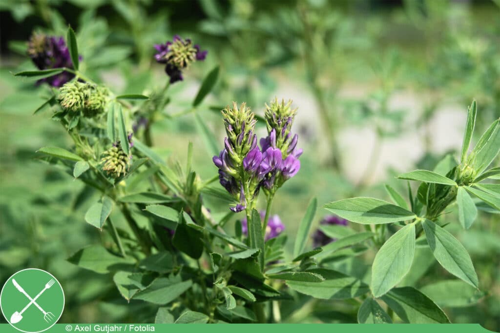 Alfalfa - Luzerne - Medicago sativa