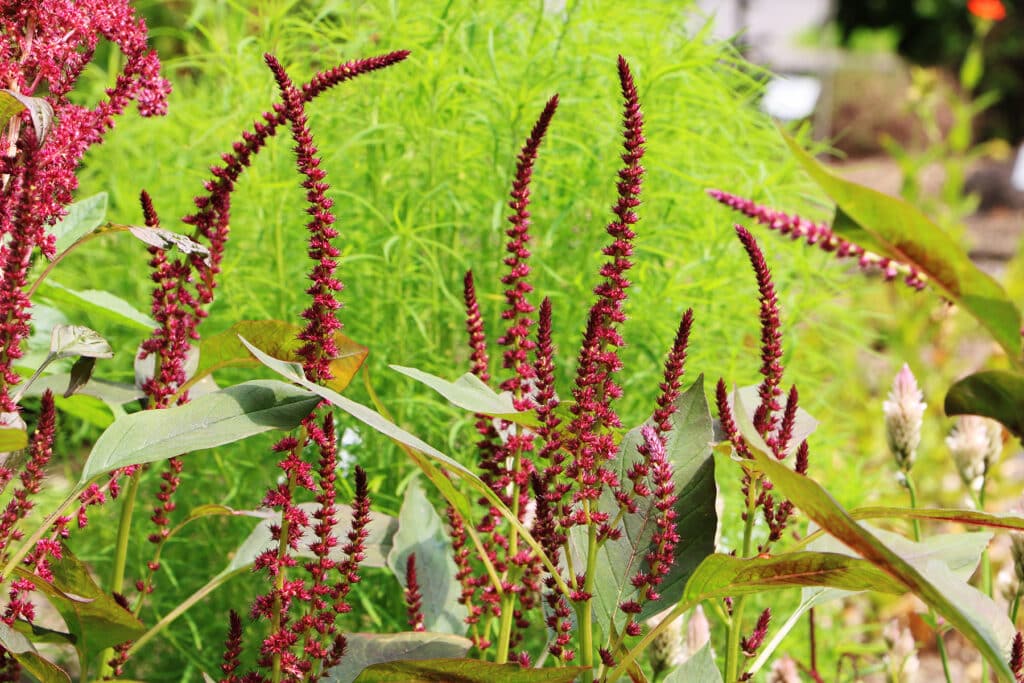 Amaranth - Amaranthus tricolor