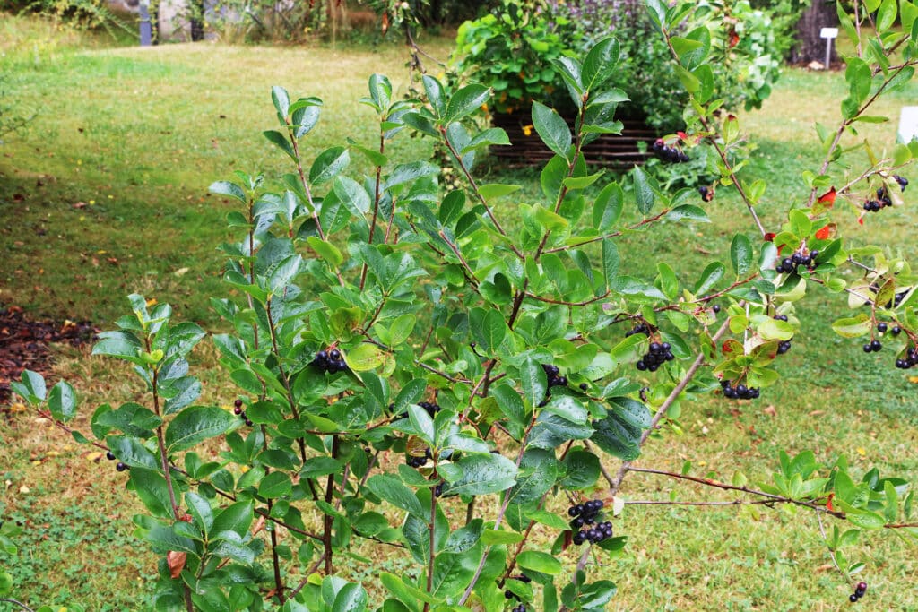 Apfelbeere - Aronia melanocarpa