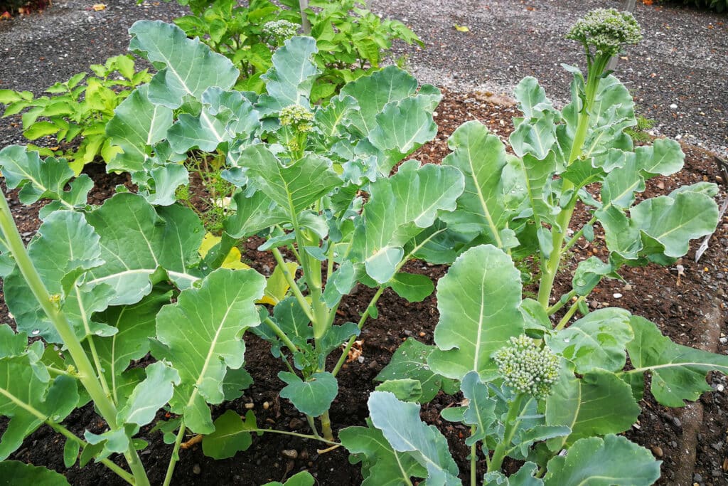 Brokkoli - Brassica oleracea