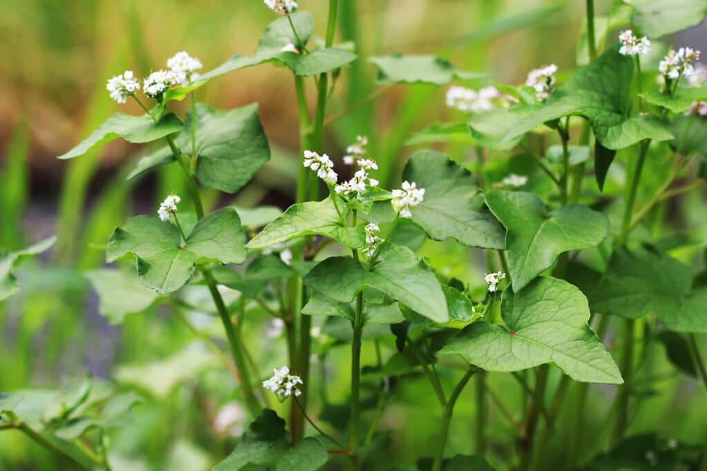 Buchweizen - Fagopyrum esculentum