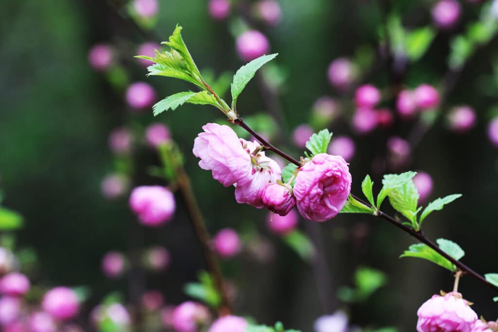 Mandelbäumchen - Prunus triloba