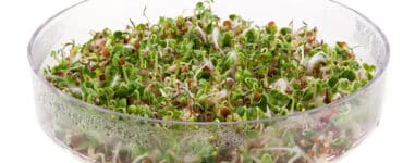 Microgreens - Keimsprossen