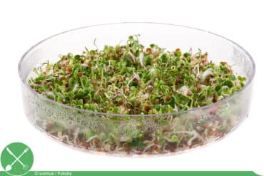 Microgreens - Keimsprossen