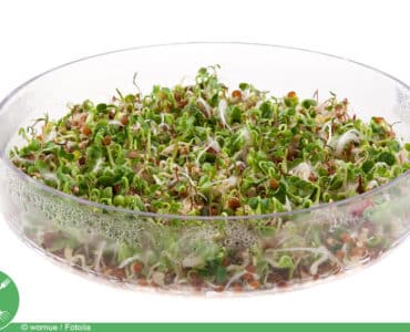 Microgreens - Keimsprossen