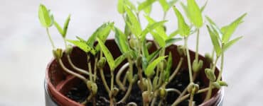 Mungobohne - Vigna radiata