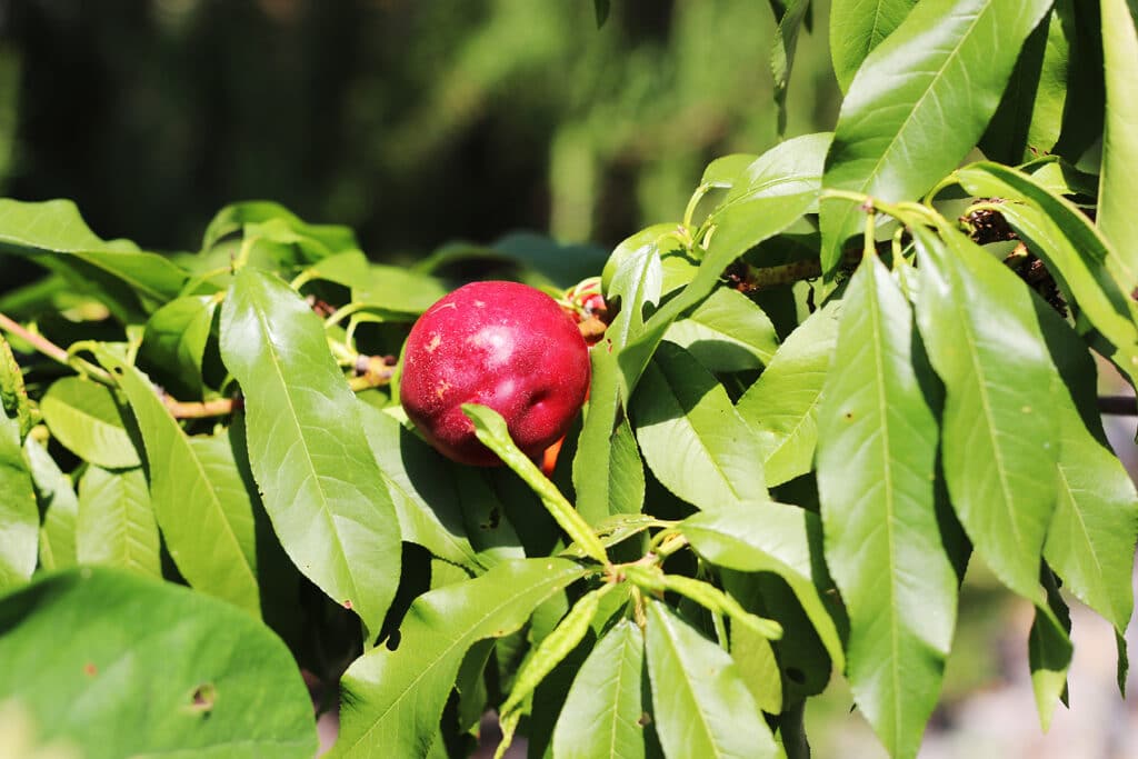 Nektarine - Prunus persica