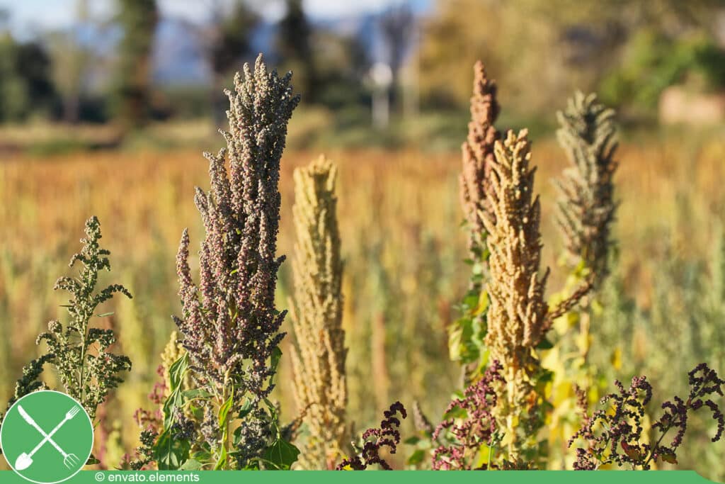 Quinoa - Chenopodium quinoa