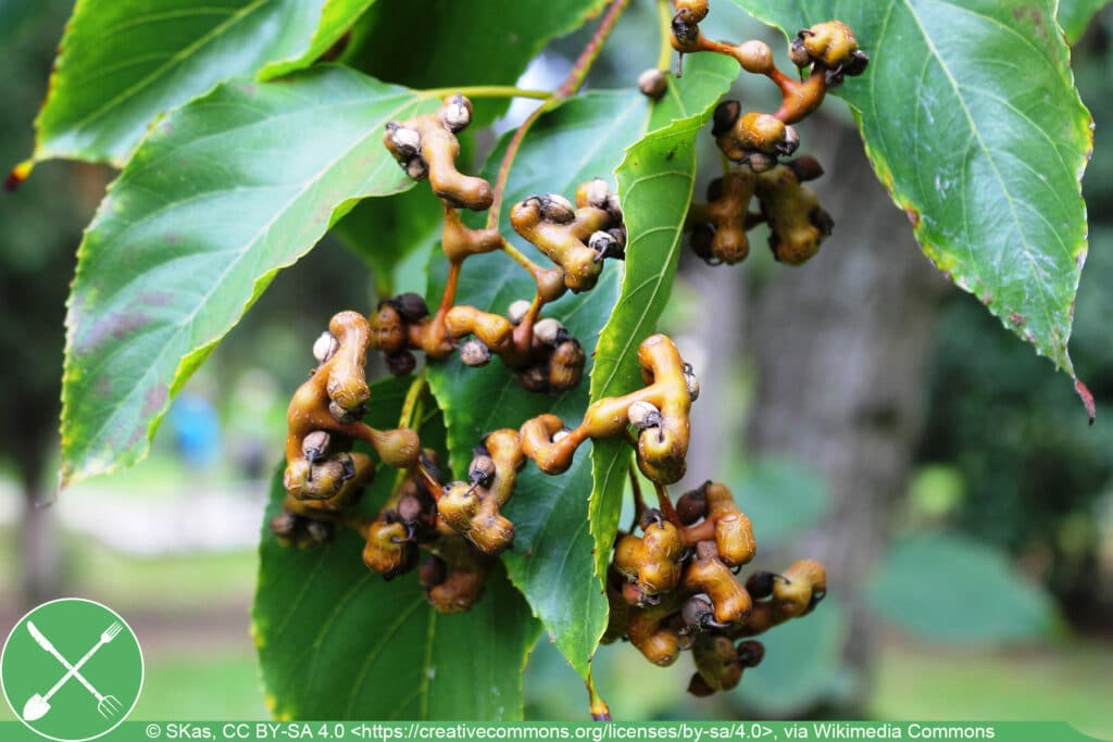 Rosinenbaum - Hovenia dulcis