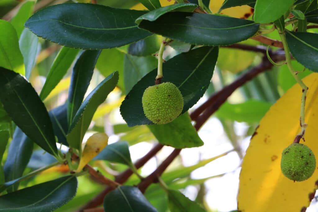 Westlicher Erdbeerbaum - Arbutus unedo