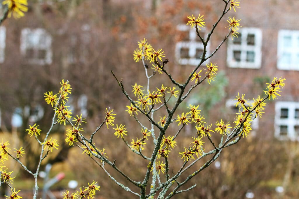 Zaubernuss -Hamamelis intermedia