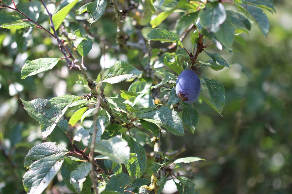 Zwetschge - Prunus domestica