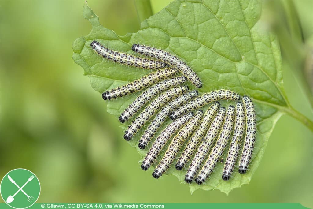 Großer Kohlweißling - Pieris brassicae